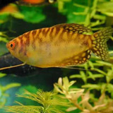 Pct C 10 Peixes Trichogaster Ouro aquário Água Doce