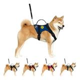 Cachorros