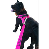 Peitoral Pet Colete Com Nome Personalizado Envio Imediato