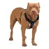 Peitoral Spike Couro Pitbull Rotweiller Reforçado Imperdível