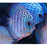 Peixe Acará Disco Blue Turquesa Brilhante