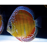 Peixe Acará Disco Selvagem Criado F1