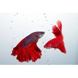 Peixe Beta Macho Cor