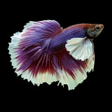 Peixe Betta Dumbo Macho