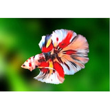 Peixe Betta Koi Macho