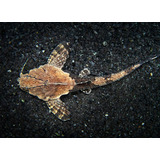 Peixe Cascudo Banjo 6 A 10cm cote O Frete Antes De Comprar 