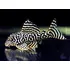 Peixe Cascudo King Zebra White L333