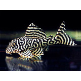 Peixe Cascudo King Zebra