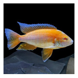 Albino