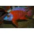 Peixe Ciclideo Africano Aulonocara Red Ruby Macho 8cm