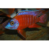 Peixe Ciclideo Africano Aulonocara Red Ruby