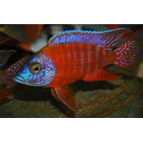 Peixe Ciclideo Africano Aulonocara Red Ruby Macho 8cm