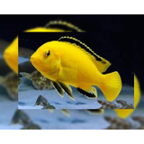 Peixe Ciclídeo Africano Labdochromis Yellow Pct 4und