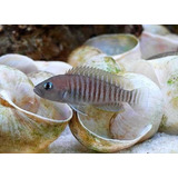 Peixe Ciclideo Africano Lamprologus Multifasciatus 2cm