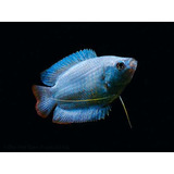 Peixe Colisa Azul Powder Blue 5 Cm Casal lote 2 Unidades 