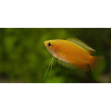 Peixe Colisa Sunset trichogaster Chuna Pact C 3