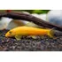 Peixe Comedor De Alga Chinês Gold 4 Cm