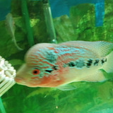 Peixe Florwerhorn Rede Dragon