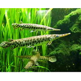 Peixe Lepisosteus Boca De