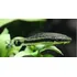 Peixe Limpa Vidro Otocinclus Affinis Pact Com 5 Unidades
