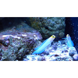 Peixe Marinho Opstognatus jawfish Permitido Pelo Ibama