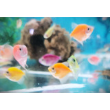 Peixe Neon Color Pct