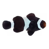 Peixe Palhaço Black Amphiprion Ocellaris