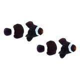 Peixe Palhaço Black Ocellaris   2 Peixes