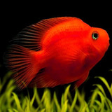 Peixe Papagaio Blood Parrot