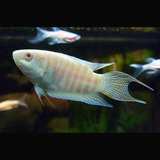 Peixe Paraiso Albino 