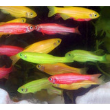 Peixe Paulistinha Florescente cinco