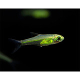 Peixe Rasbora Green Kubotai Lote 5 Unidades