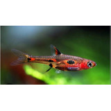 Peixe Rasbora Mosquito Boraras