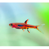 Peixe Rasbora Mosquito Merah