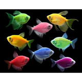 Peixe Tetra Colorido Fluorescente