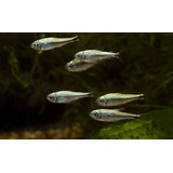 Peixe Tetra Lips tetra Ouro 3cm Pct Com 10 Un Leia Anúncio