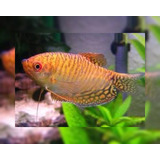 Peixe Tricogaster Ouro Pct 10 Und