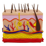 Anatomia