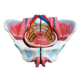 anatomy