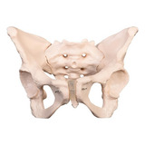 Anatomia