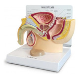 Pelvis Masculina Com Prostata