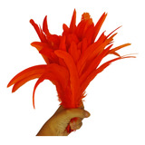 Pena Rabo De Galo Natural 25 30 Cm Diversas Cores 100 Un
