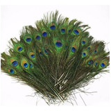 Penas De Pavão Para Artesanato e Decoração 25 30cm 20 Pcs Cor Verde