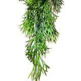 Planta