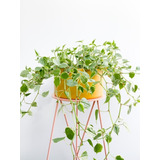 Peperomia Scandens   1   30 Cm