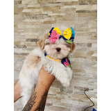 Perfeita Filhotes De Shih