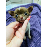 Pet Chihuahua Pelo Curto