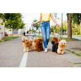 Pet Sitter  