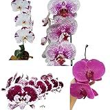 Phalaenopsis Cores Variadas Cor Surpresa Planta Adulta