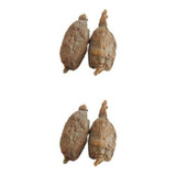 Pimenta Da Costa Fava